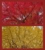 12月3日に見に行った今年の紅葉🍁「クリスマスも終わり、いよいよ年の瀬ですね☺️」