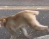 急いでる！「サルがいたんです🙈」