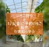 「いちごのパラムからの『お知らせ✨』」
