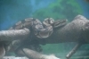 「「ヘビ🐍の抜け殻で缶バッジを作ろう！」イベントを行います！」