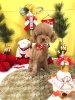 「🐶today’s grooming dogs 🎍」