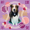 「Dog salon mofu mofu　余市町」