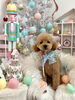 むぎくん「MerryXmas🎄」