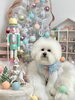 福くん「MerryXmas🎄」
