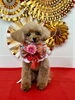 くろまめちゃん「Happy New Year」