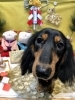 「🐶トリミングのお友達🎍」