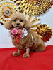 レオくん「Happy New Year」