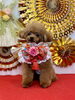 あずきくん「Happy New Year」