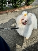 コタケハラの看板犬です！「明けましておめでとうございます。本年もよろしくお願いいたします🐶」