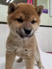 「【WAN'S】新しいワンちゃんのご紹介！　柴犬　メス」
