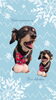 「Dog salon mofu mofu　余市町」