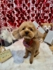 トリミングお写真「🐶トリミングのお友達❤️」
