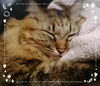 モフモフで寝るモフ猫( •ω•ฅ)ﾆｬｰ「正月太り、むくみが。。(;´Д`)簡単レシピでデトックスしませんか？」