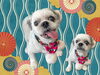 「Dog salon mofu mofu　余市町」
