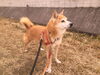お泊まりの　ソラちゃん「ドッグホテル」