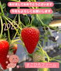 いちご「こひろファームを今年もよろしくお願いします🍓」