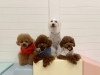 くまくん☆仁姜くん☆理玖くん☆綺羅くん「ましゅまろ幼稚園🐾」
