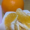 「爽やかな香りと肉厚なプリプリ果肉がたまらない！伊予柑（いよかん）🍊【福島市の八百屋さん 幸青果/福島市、伊達市・伊達郡、二本松市など県北中心にお届けします！】」