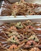 「鮮魚入荷してまーす」