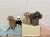 きぃ☆チップくん☆ハッピーちゃん☆リリーちゃん「ましゅまろ幼稚園🐾」