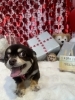 トリミングのお写真「🐶トリミングのお友達❤️」