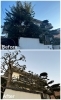 剪定　before/after「川西市水明台でお庭の剪定管理をしました！」