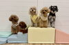 にこ☆うい☆Ｓきなこ☆まる☆Ｈこなつ「ましゅまろ幼稚園🐾」