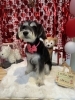 トリミングお写真「🐶トリミングのお友達❤️」