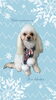 「Dog salon mofu mofu　余市町」