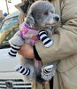「犬も眉間にシワを寄せる？？？」