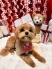 トリミングお写真「🐶トリミングのお友達❤️」