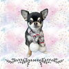 「Dog salon mofu mofu　余市町」