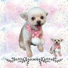 「Dog salon mofu mofu　余市町」
