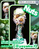 「Nuts 〜木の実を集めたお誕生日お祝いのお花〜【福山駅近くのおしゃれな花屋】」