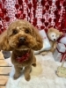 トリミングお写真トイプードル「🐩トリミングのお友達❤️」