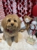トリミングお写真「🐶トリミングのお友達❤️」