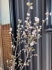 サクラ「春の訪れ🌸」