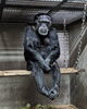 チンパンジーのマリー「まだまだ元気です！」