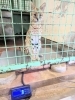 セン♂「サーバルの体重測定デビュー」