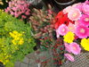菜の花・チューリップ・ガーベラなど「今日入荷のお花！」