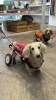 「ミニチュアダックスのたんぽぽちゃんが、ペット用車いすで来てくれました。」