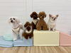 理玖くん☆綺羅くん☆仁姜くん☆くまくん☆絆くん「ましゅまろ幼稚園🐾」