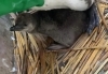 「フンボルトペンギンのヒナが生まれました！」