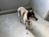 「保護犬情報について」