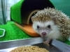 「今月のアイドル🦔ヨツユビハリネズミのシン」