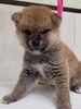 「【WAN'S】新しいワンちゃんのご紹介！　柴犬　メス」