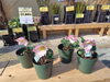 「【泉佐野市、貝塚市、熊取町】の方でガーデニングが好きな方にオススメの花屋りっちゅ情報」