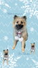 「Dog salon mofu mofu　余市町」