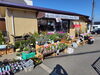 「【泉佐野市、貝塚市、熊取町】の方でいいお花屋さんを探さしてる方にオススメの花屋りっちゅ情報」