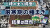 「【タネ屋が行う発芽試験！】寒い時期には、どんな環境化でどんな品種の発芽が良いのか？検証して結論を見つけました。　たねのハシモトミヤ」